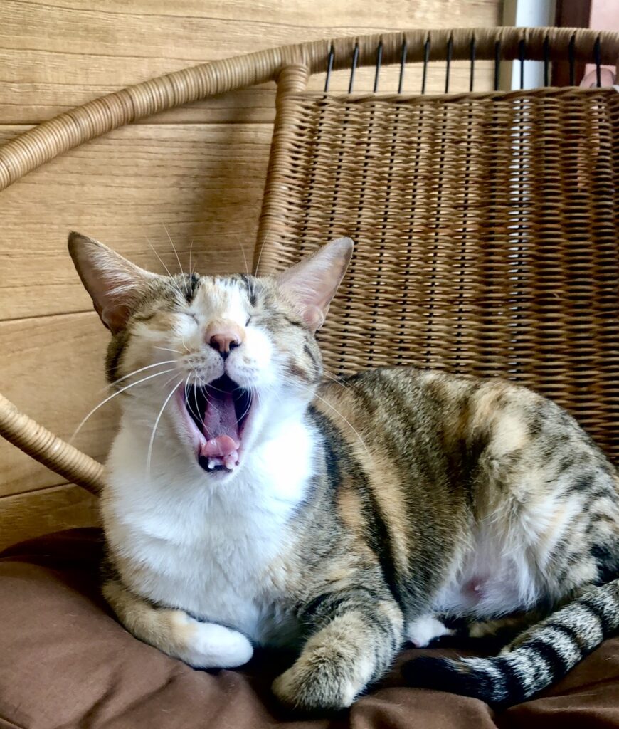 yawning cat in coffee shop