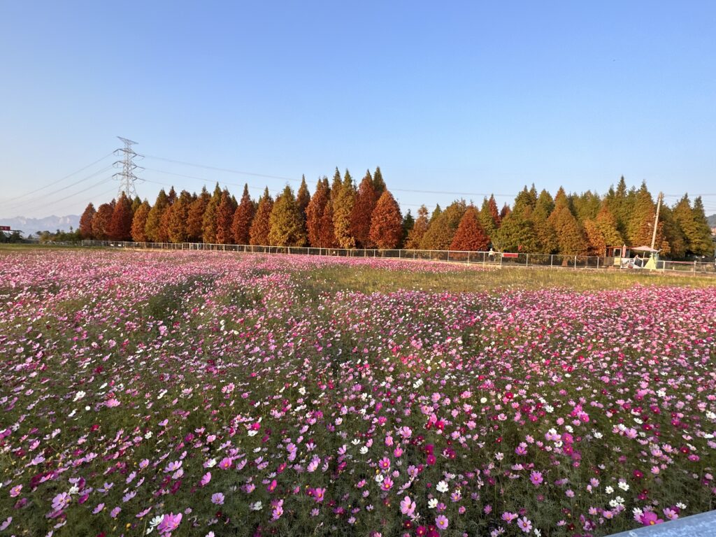 the view from outside the forest 